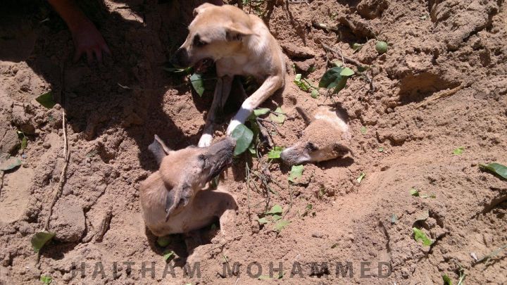 10498061_777245495651206_6374578916089935017_o