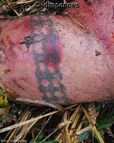 10502102_710771718989124_3968196379152300058_n