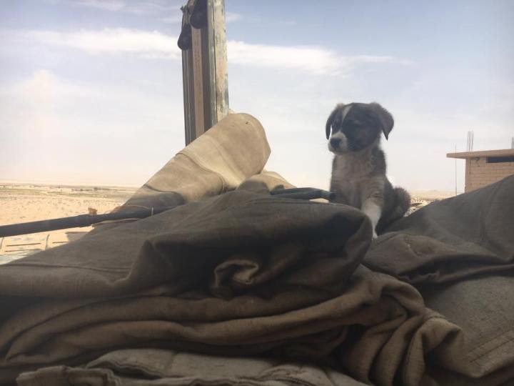 1929280_1288752377807766_449280022342874821_n