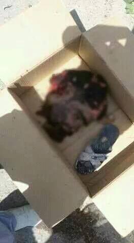 13275862_1058943990820243_957001874_n