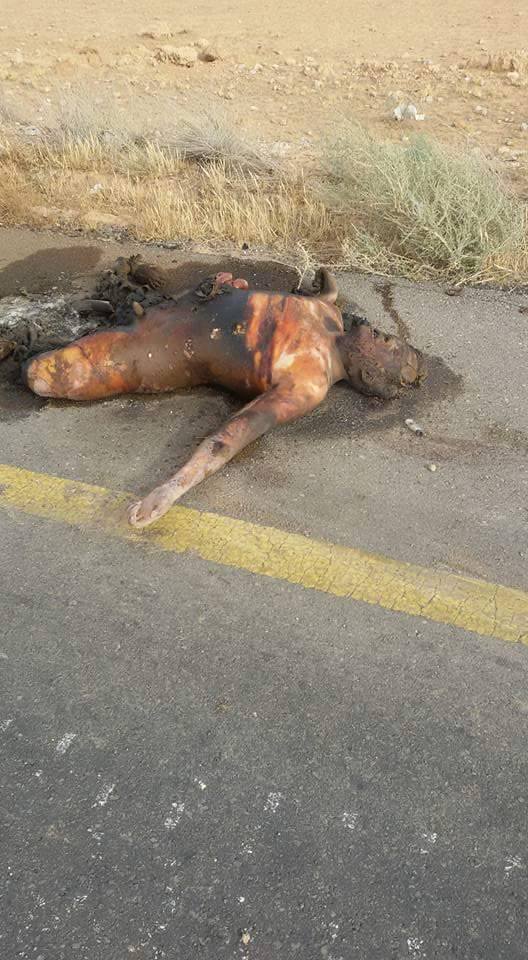 13401379_1066632580051384_1628530472_n