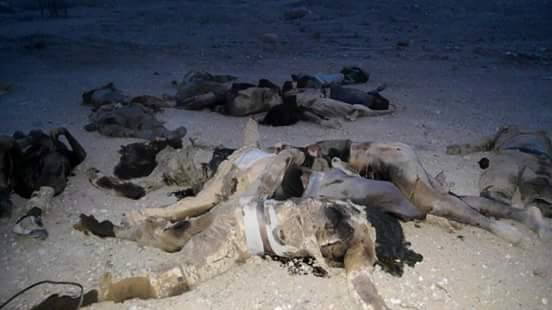 13938580_269943123388021_1603484599158468831_n